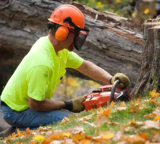 tree services St. Louis Park